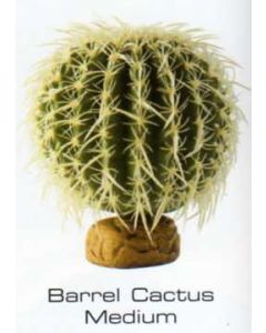 CACTUS BARRIL MEDIUM - PLANTAS DEL DESIERTO