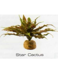 CACTUS ESTRELLA - PLANTAS DEL DESIERTO