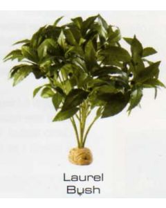 LAUREL - PLANTAS DE LA SELVA TROPICAL