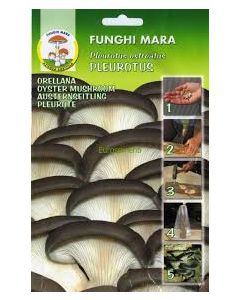 Micelio de Pleurotus