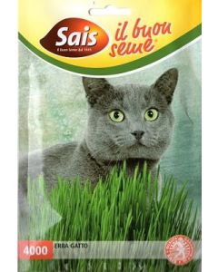 Cat_grass_from_seed