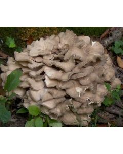 Micelio fresco de seta Maitake botella lt.2,5