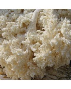 Micelio de Hericium