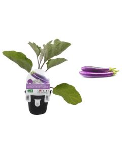 Planta de berenjena Kareena violeta larga