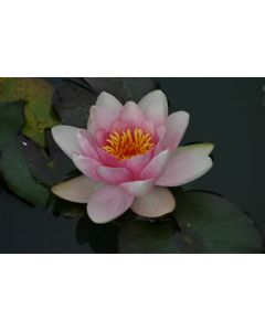 NYMPHAEA HOLLANDIA flor rosa