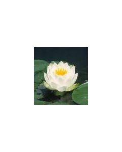 NYMPHAEA MARILACEA ALBIDA flor blanca