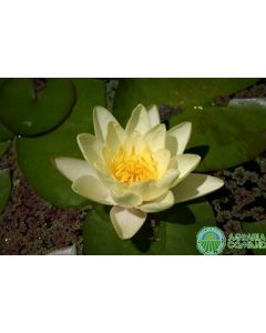 NYMPHAEA MARLIACEA CHROMATELLA flor amarilla