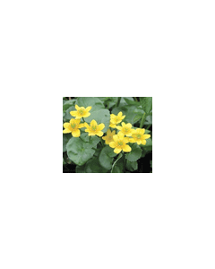 CALTHA PALUSTRIS