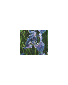 IRIS SETOSA