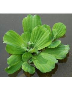 Planta flotante de lechuga de agua