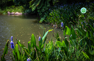 Piante da bordura laghetto esterno